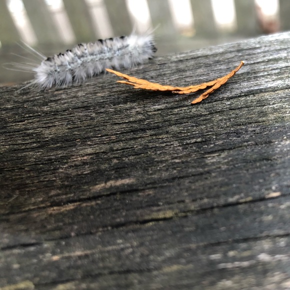 🐛DO NOT BUY! Do listen to the little caterpillar - Picture 1 of 3